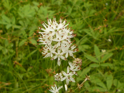 イワショウブ(栂池）.JPG