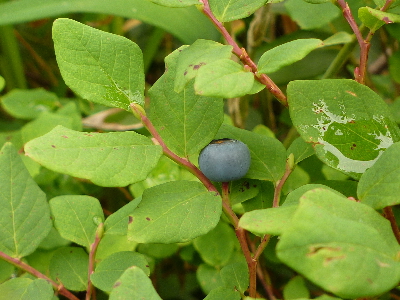 クロマメノキ（栂池）.JPG