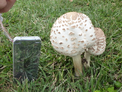 P1040826.JPG