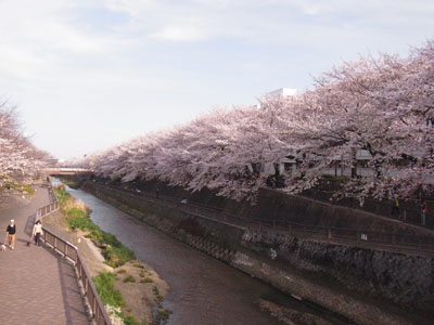 石神井公園までちょっとお花見 ふくろうの森へようこそ